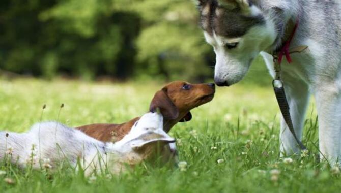  New Dog Not Getting Along Old Dog - 6 Easiest Ways To solve