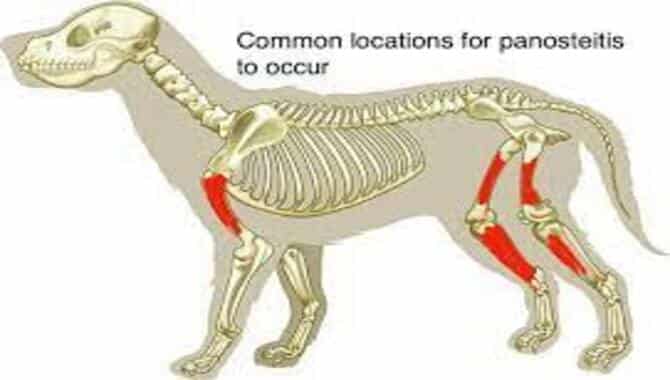 Panosteitis In Dogs