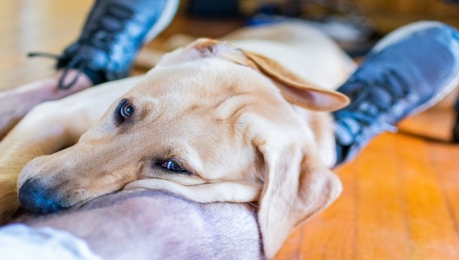 Reasons Why Dogs Like to Sit on Your Lap