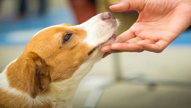 Signs of Affection from Your Dog