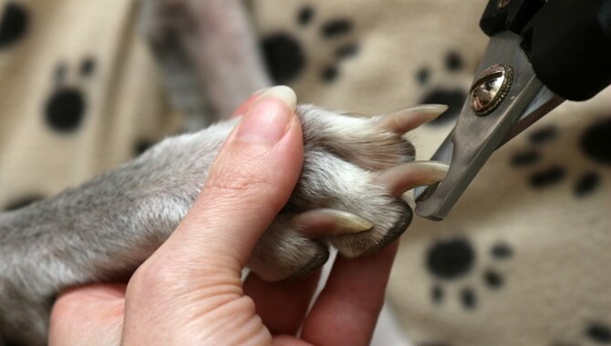 Some Causes For Dogs Scuffing Their Back Feet And Nails