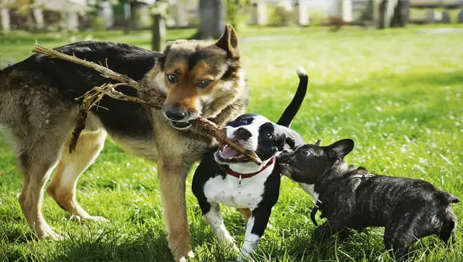 Strengthen Your Dog to Fight with Other Dogs