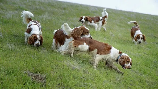 The Facts About Dog Dominance and Pack Leadership