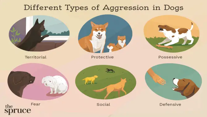Therapy for Dog Dominance Aggression