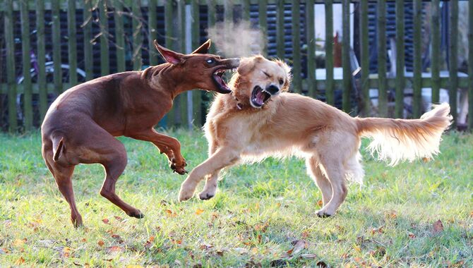Top Reasons Why Dogs Become Aggressive