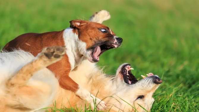 Training Your Dog To Fight Well And Hard