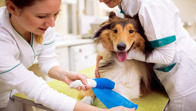 Treatment At The Vet For Dogs Who Have Been In A Dog Attack