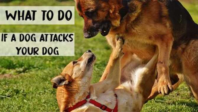 What To Do If A Dog Attacks Your Dog 