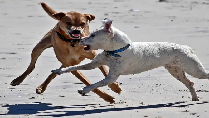 What You Can Do If A Dog Attacks Another Dog