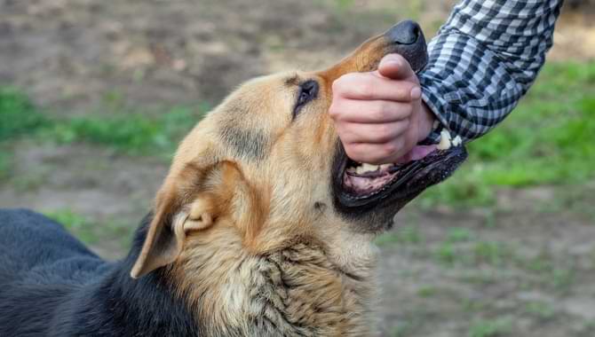 What to Do If Your Dog Bites Someone