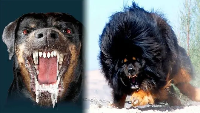 Which Are the Most Aggressive Breeds of Dogs?