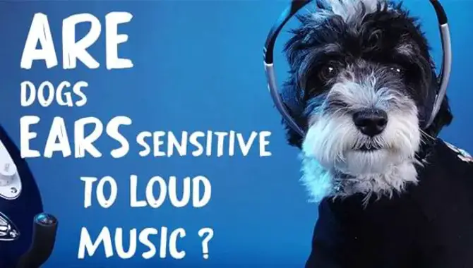 Why Are Dog's Ears Sensitive To Loud Music