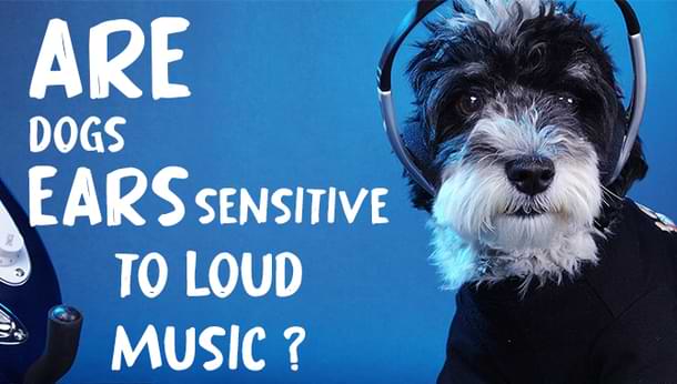 dog-s-ears-sensitive-to-loud-music-5-proven-ways-protect-them