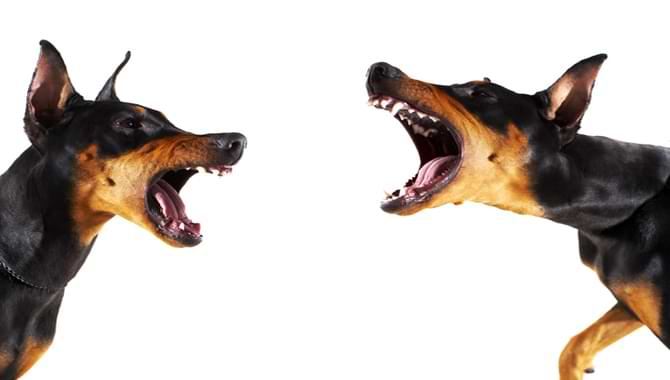 Why Do Dogs Fight In The Same Household