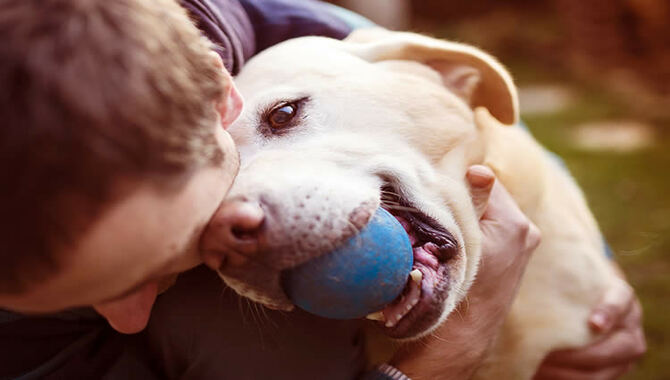 why do dogs rub their face