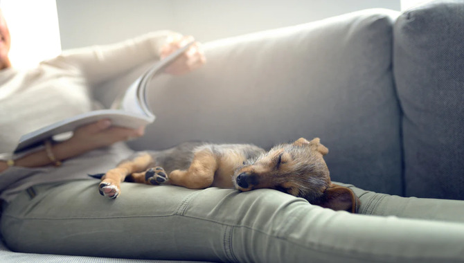 Why Does My Chihuahua Sleep Between My Legs