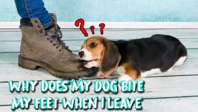 Why Does My Dog Bite My Feet When I Leave