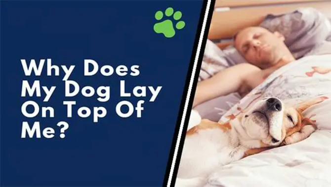 Why Does My Dog Sleep On Top Of Me? - 5 Ways To Prevent