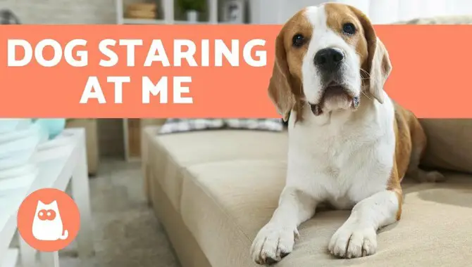 Why Your Dog Staring at You Can Have Different Meanings