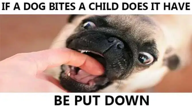 Why If A Dog Bites A Child Does It Have To Be Put Down
