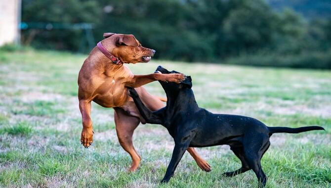 dog fighting