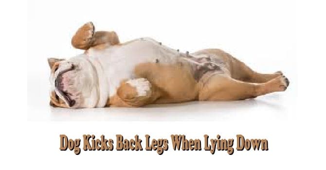 Dog Kicks Back Legs When Lying Down - ThinKersVine