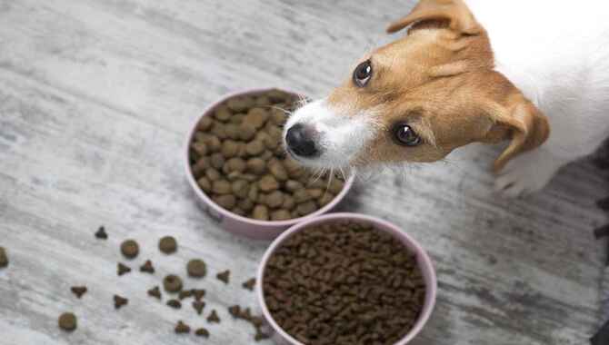Using The Common Dog Food