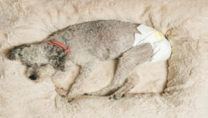 4 Month Old Puppy Leaking Urine - Explore 5 Expert Tips!