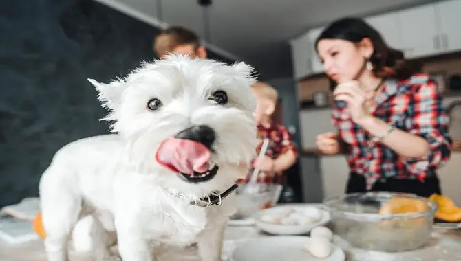 A pet parent's guide to feeding the world's best food