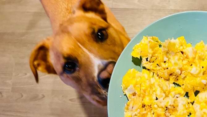 Benefits Of Soaking Your Pet's Dry Food