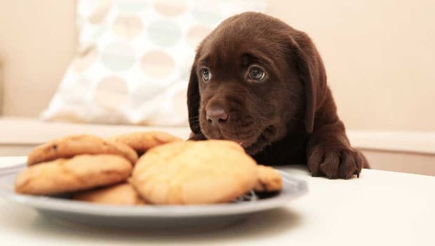 Best Brand Food To Feed My Labrador