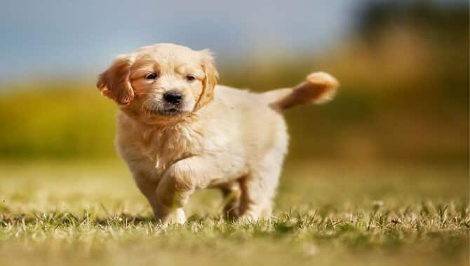Best Exercise For A Happy Relaxed Golden Retriever Puppy
