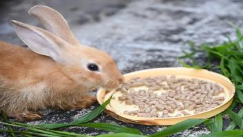 Can Dogs Eat Rabbit Food? 2