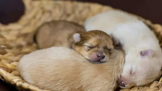 Caring For A Newborn Puppy