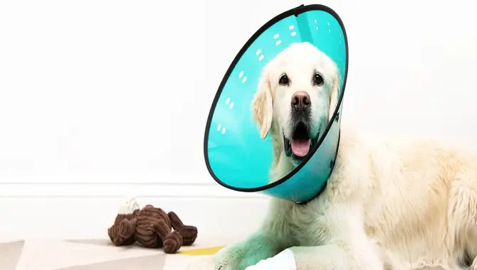 Common Behaviours Of Dogs After Surgery