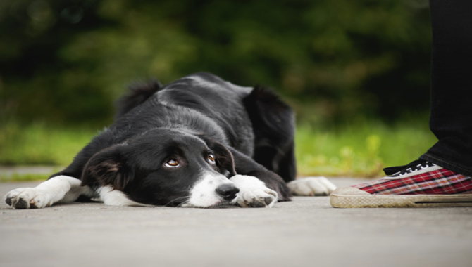 Common Dog Behavior and What Do They Mean