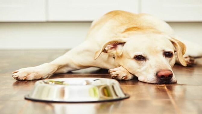 Differences in dogs Sleeping, Drinking, and Eating