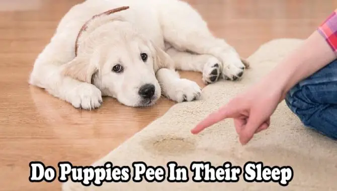 Do Puppies Pee In Their Sleep
