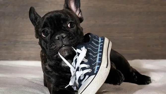 Dog Ate Shoelace - What To Do