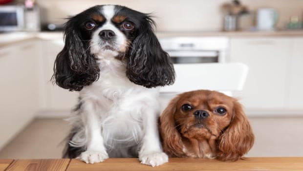 Dog Hunger