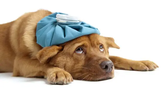 Dog Illness