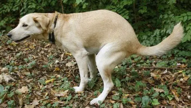 Dog Inflammatory Bowel Disease