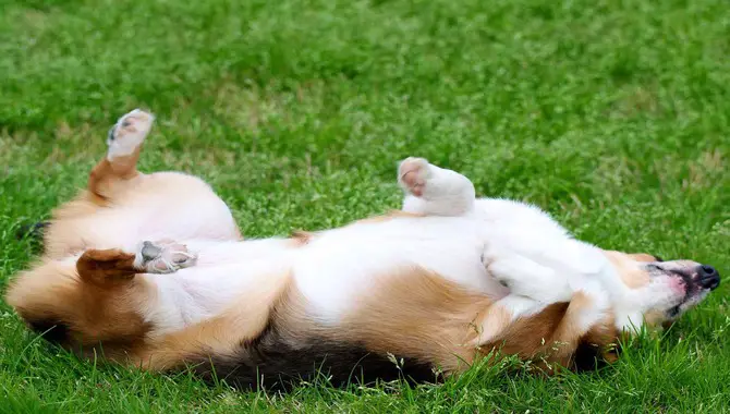 Dog Kicks Back Legs When Lying Down - What To Do?\