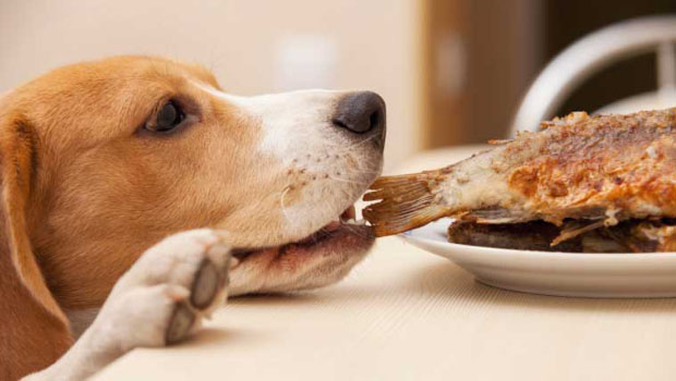Dog Over Feeding