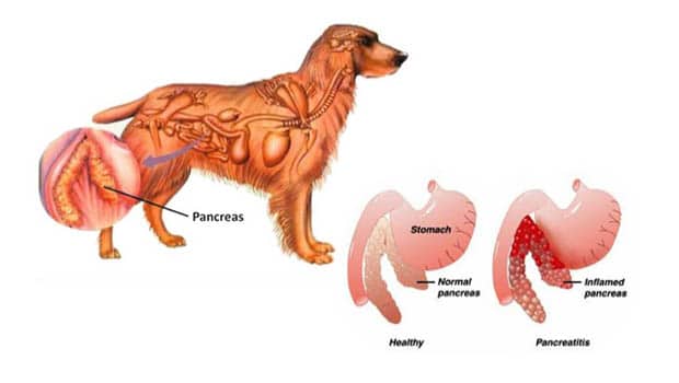 Dog Pancreatitis