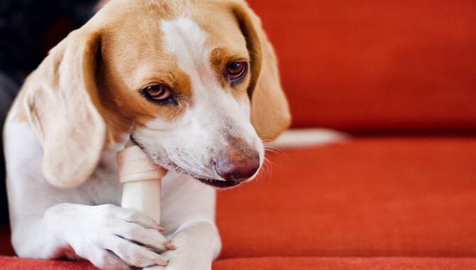 Dog Pretends to Bury Food Before Eating