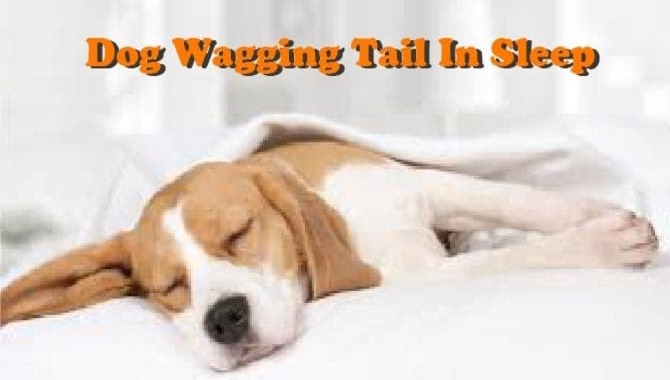 Dog Wagging Tail In SleeP
