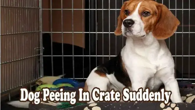Dog Peeing In Crate Suddenly