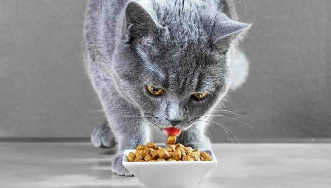 Don't Look For Dry Cat Foods