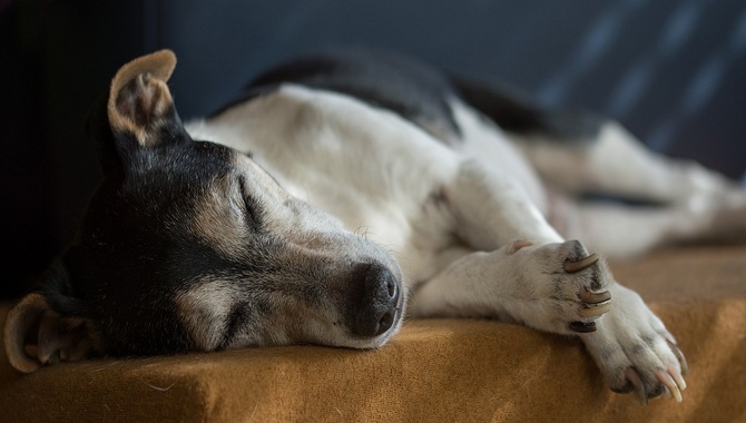 Dog's Sleeping Position Tells You About Them